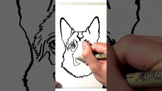 German Shepherd Drawing in 60 Seconds #drawing #dog #germanshepherd