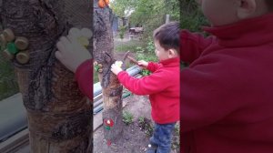 Как украсить пеньки от дерева крышками