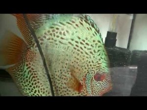 Ещё отправка Дискусов. Мальки Дискусов растут, нересты, пары