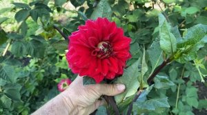 Что такое перегной и где его взять?//Что входит в состав перегноя