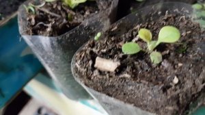 Как правильно кормить петунию чем удобрять рассаду петунии, первая подкормка петунии