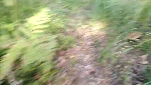 БЕЛЫЕ ГРИБЫ ОСЕНЬЮ смотреть онлайн