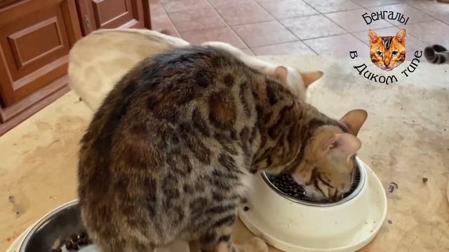 БЕНГАЛЬСКИЕ КОШКИ и ЛЮБОВЬ в ДОМЕ