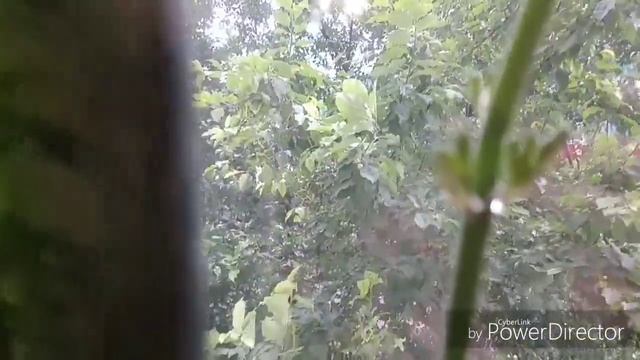 Сансевьеры тоже цветут. смотреть онлайн