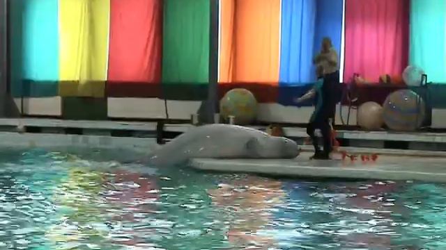 Дельфинарий, Зоопарк (2005 год, Малафеевы) смотреть онлайн