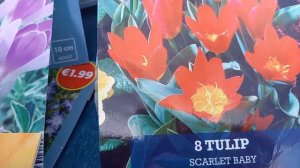 ЛУКОВИЧНЫЕ И КЛУБНИЕВЫЕ ЦВЕТЫ ОСЕННЕЙ ПОСАДКИ.КАКИЕ ЦВЕТЫ Я САЖАЮ ПОД ЗИМУ В ОТКРЫТЫЙ ГРУНТ.