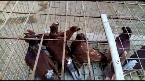 Голуби Александра обзор.Alexandra pigeons review