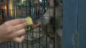 Обезьянку дразнят