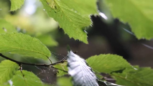 Canon powershot sx260 hs смотреть онлайн