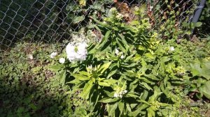 Gerri On the Prairie Nature, White Phlox