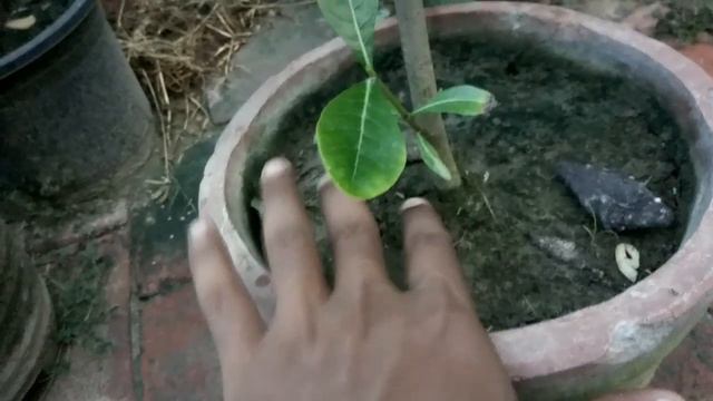 How to care  big flower Gardenia plant || इतना बडा गंधराज का फूल आपने नही देखा होगा смотреть онлайн