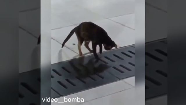 кошка поймала мышку смотреть онлайн