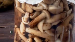 Маринованные опята на зиму.Как приготовить маринованные опята.