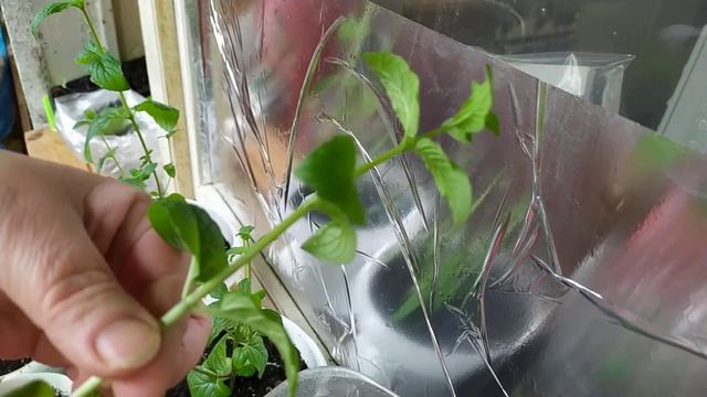 Что надо сделать, чтобы мята стала пышным кустом. смотреть онлайн