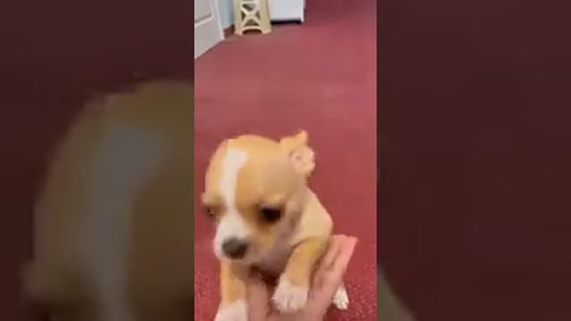 продажа чихуахуа, шикарный мальчик Янтарь морской бриз, Алушта СимферопольКрым Кастропуло мимишный смотреть онлайн