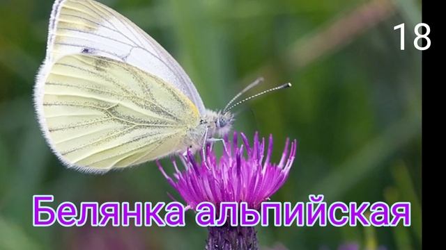 33 САМЫХ КРАСИВЫХ БАБОЧЕК! смотреть онлайн