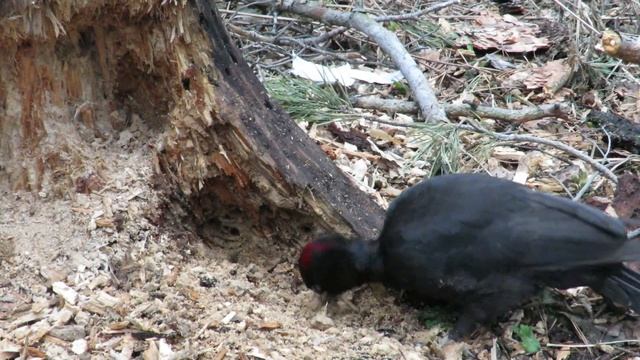 Желна, Черный дятел, Black Woodpecker, Dryocopus martius смотреть онлайн