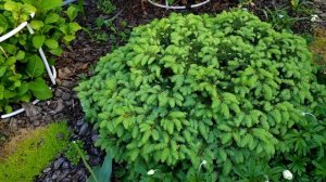 Ель европейская карликовая (лат. Picea abies) Nidiformis