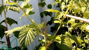 Результат обрезки ремонтантной малины!The result of pruning repair raspberries!