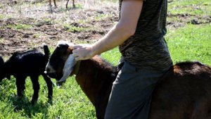 Веселое утро в нашей усадьбе