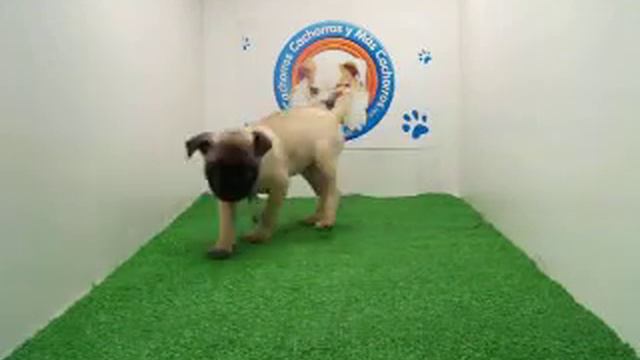 Pug .MOV смотреть онлайн