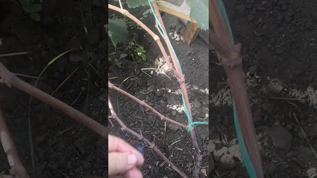 Виноград маршал Фош в нижнеудинске. Ирк. Обл 18.09.20 г. смотреть онлайн