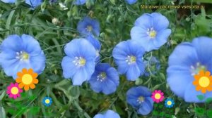 Смесь сидератов Лен масличный. Краткий обзор, описание характеристик, где купить семена