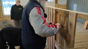 подпиливаем зубы альпаку и стрижем копыта.