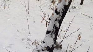 Челябинск. Предновогодний лес и беличьи танцы под саксофон.  20.12.2021г