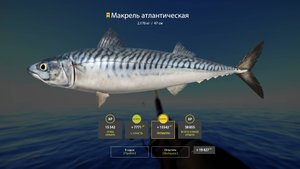 Русская рыбалка 4 Норвежское море Макрель Атлантическая Трофей 34 банка