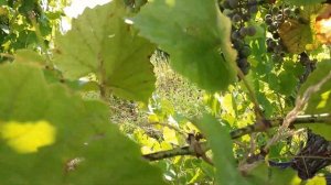 Виноград мускат зеленый. Болезнь винограда.