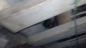 Как определить супоросность свиньи ?