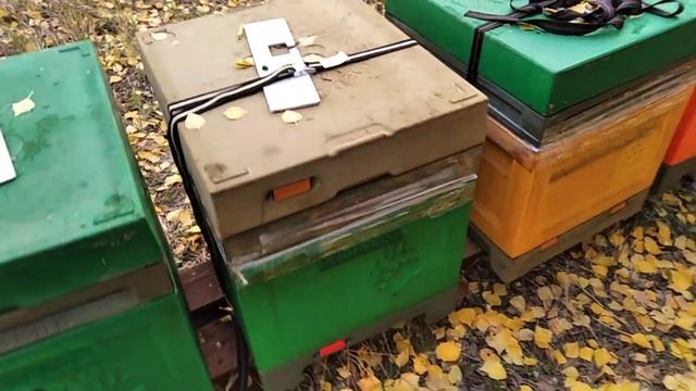 Открытый закорм пчел. смотреть онлайн