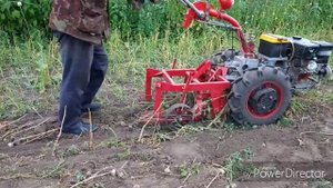 Камянская копалка и чеснок.