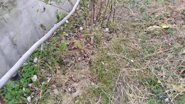как лучше обрезать малину осенью.@zhuravskiy6