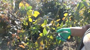 Обрезка ежевики | Нюансы обрезки разных сортов