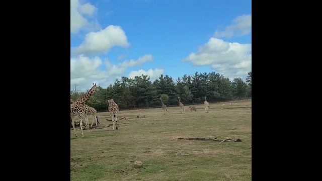 КАНАДА/САФАРИ СО ЛЬВАМИ/ТОРОНТО/ГАМИЛЬТОН/ОНТАРИО смотреть онлайн