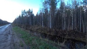 пенсионная охота в Архангельской области с р.г. Радой. 16.10.23 г.