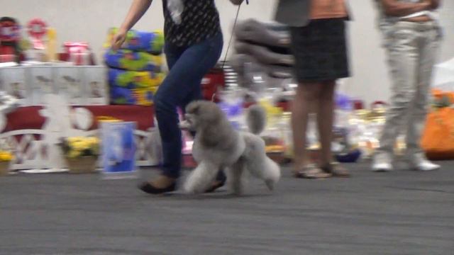 00093XXIII Национальная выставка пуделей 28.05.2017 --Серебряный век Сенатор смотреть онлайн