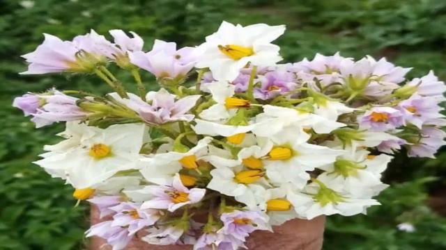 Цветочное настроение смотреть онлайн