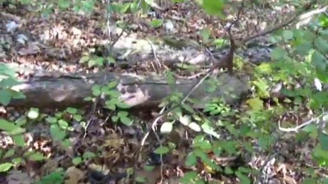 Чёрная Кавказская гадюка 0001 смотреть онлайн