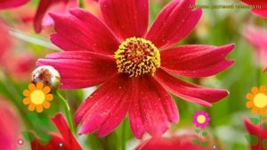 Кореопсис розовый Блоомсатион Драгон. Краткий обзор, описание coreopsis rosea Bloomsation dragon