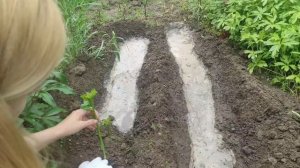 Размножение гибискуса травянистого