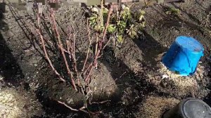 Как зимуют саженцы