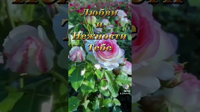 #пожелания #розы #длянастроения #пожеланиясднемрождения