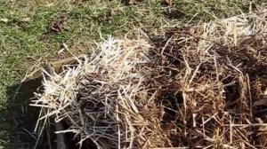 Легкий способ соломенное укрытие превратить в мульчу