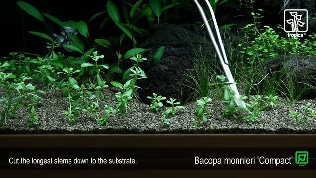 Bacopa monnieri 'Compact' смотреть онлайн