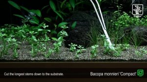 Bacopa monnieri 'Compact'
