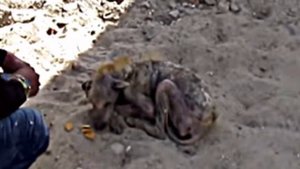 У собаки, которая уже не могла ходить, потекли слезы при виде спасателей… ВИДЕО