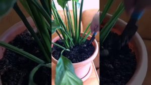 Spathiphyllum xoşbəxtlik çiçeyim. Dracena?/Мои шикарные спатифиллумы. Драцена